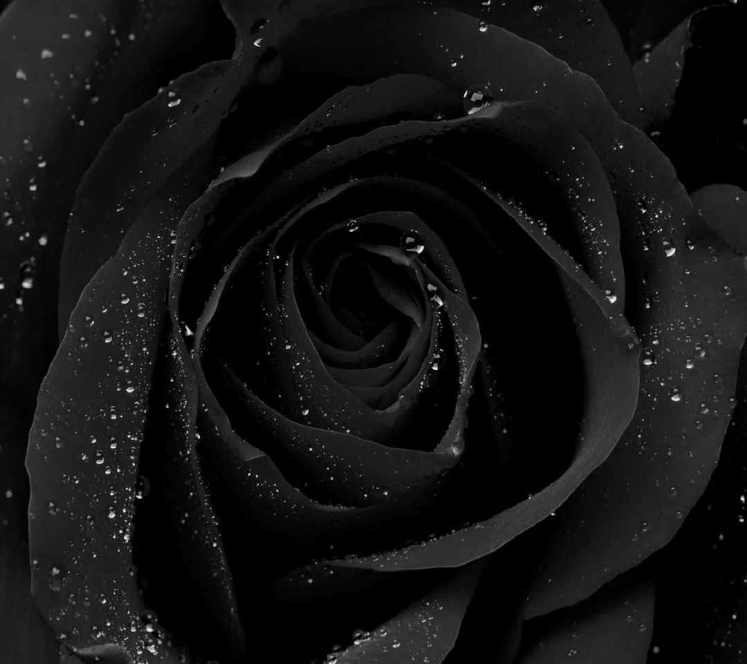 Black Roses Background Hd - HD Wallpaper 