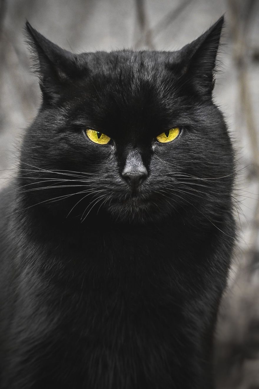 Portraits Of Stray Cats - Amazing Black Cat - HD Wallpaper 