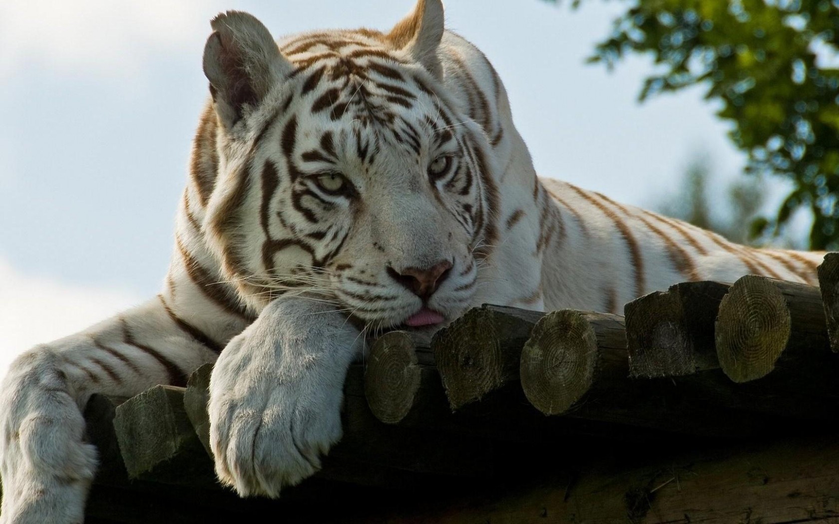 Plano De Fundo Tigre Branco - HD Wallpaper 