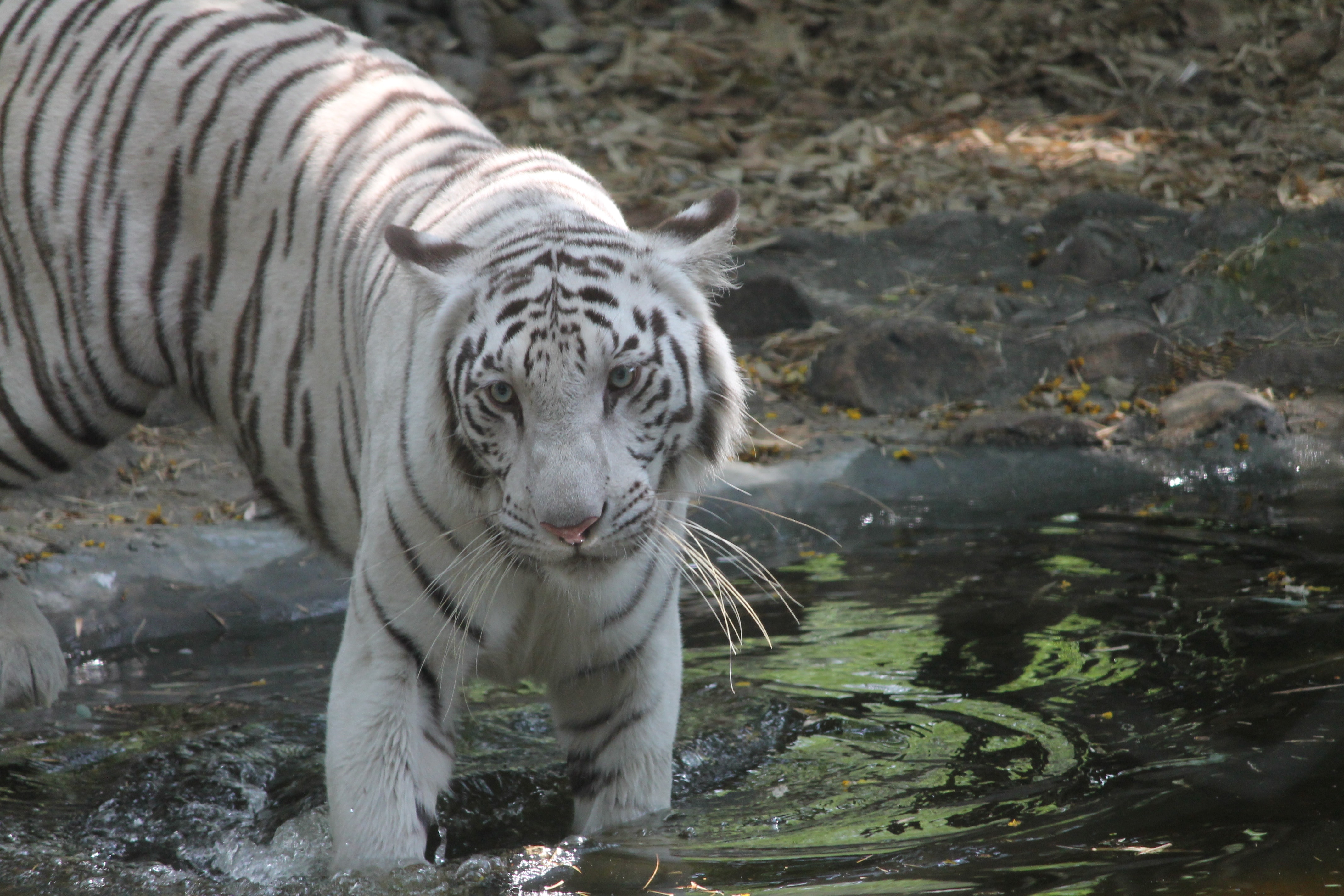 Macan Putih - HD Wallpaper 