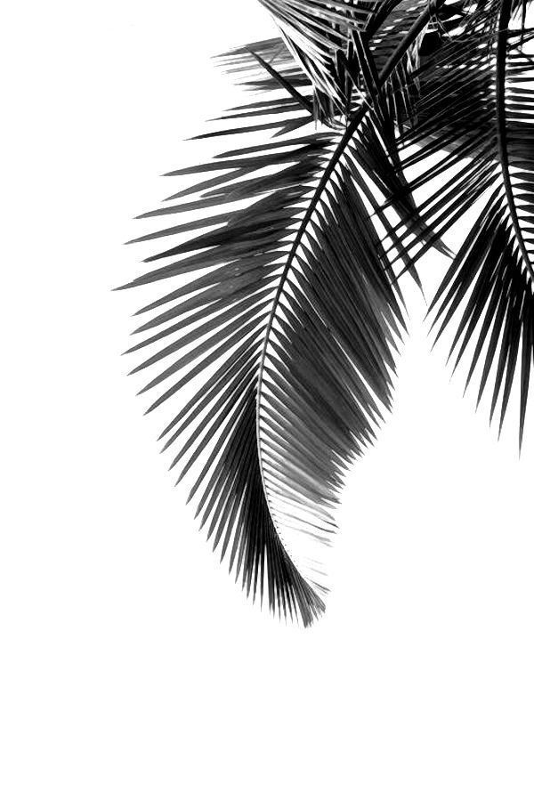 Summer Black And White - HD Wallpaper 