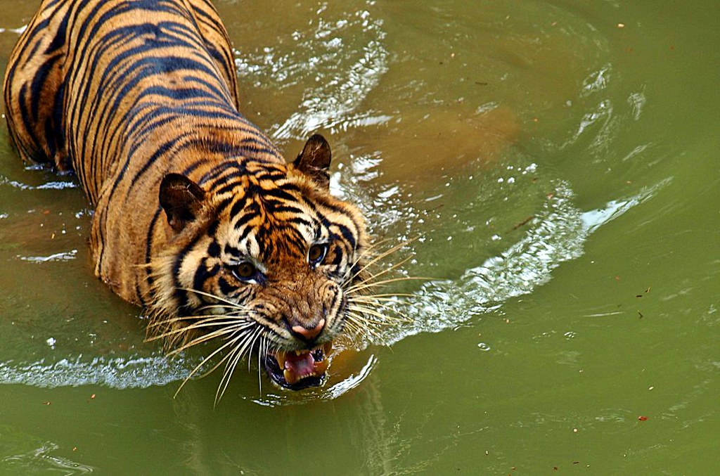 Bengal Tiger - HD Wallpaper 