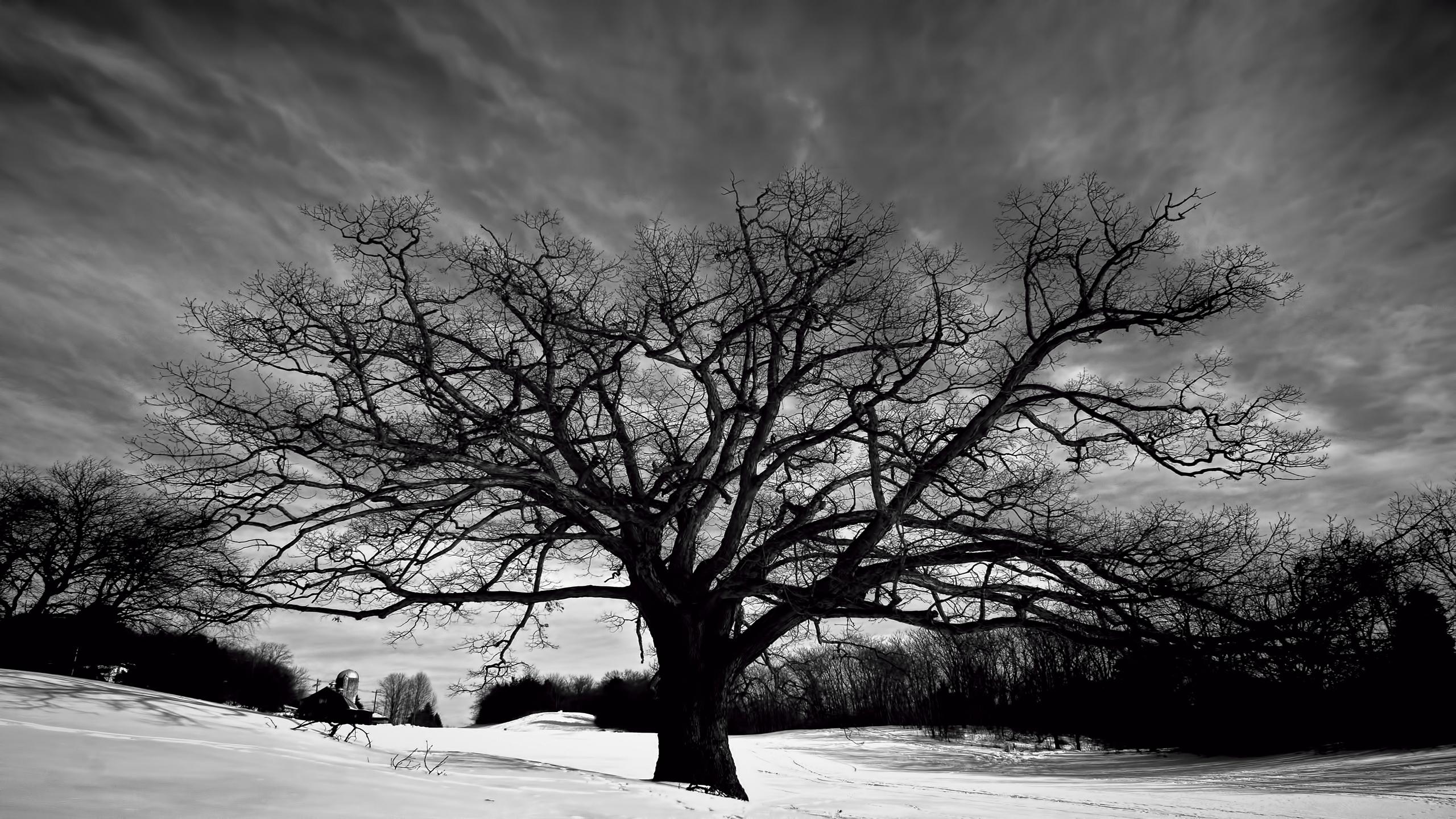 Tree Black And White Free Pc Wallpaper Downloads - Wallpaper - HD Wallpaper 