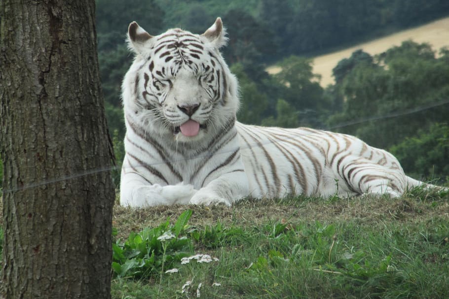 White Tiger - HD Wallpaper 