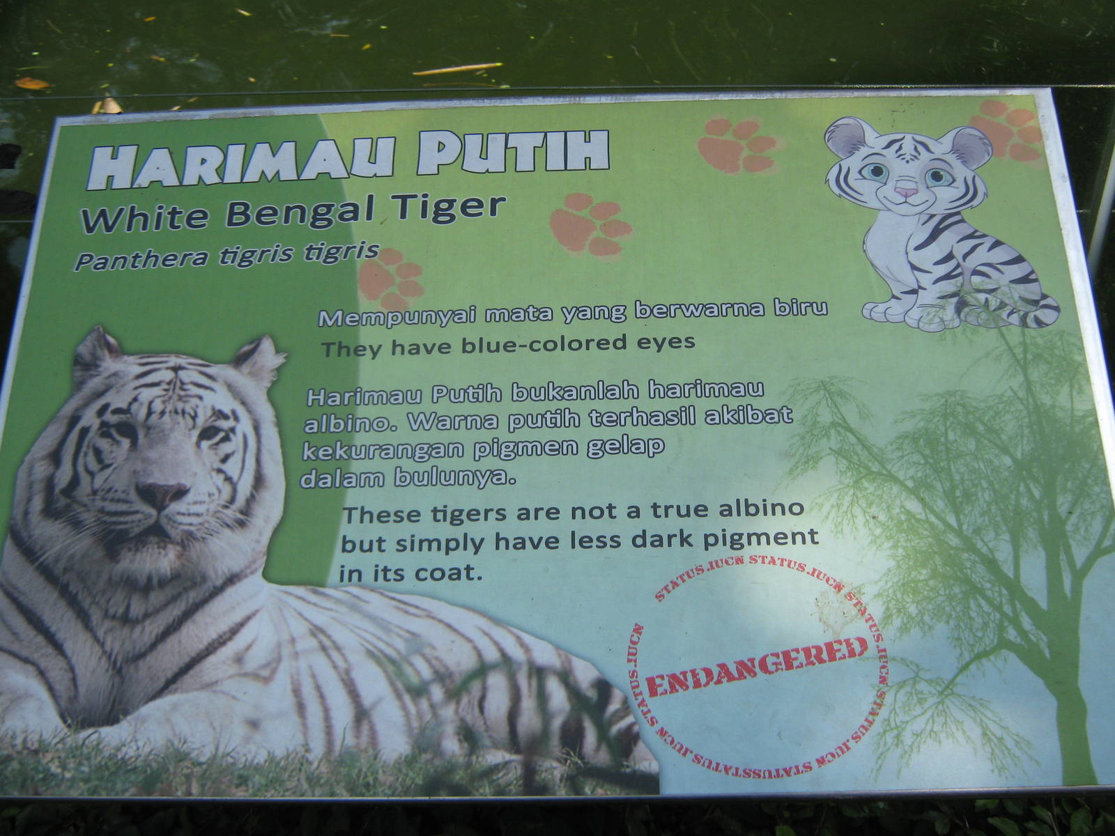 White Tiger Signage 
				data-realwidth - Endangered Animals From The Tropical Rainforest - HD Wallpaper 