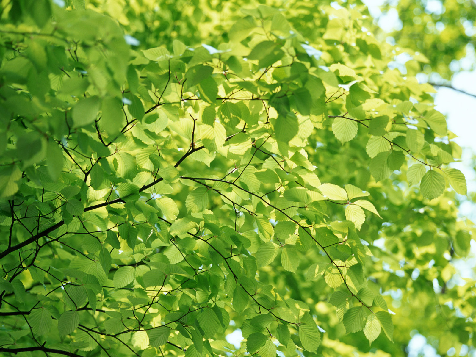 Wallpaper Green Background - Green Leaves Tree Background - HD Wallpaper 
