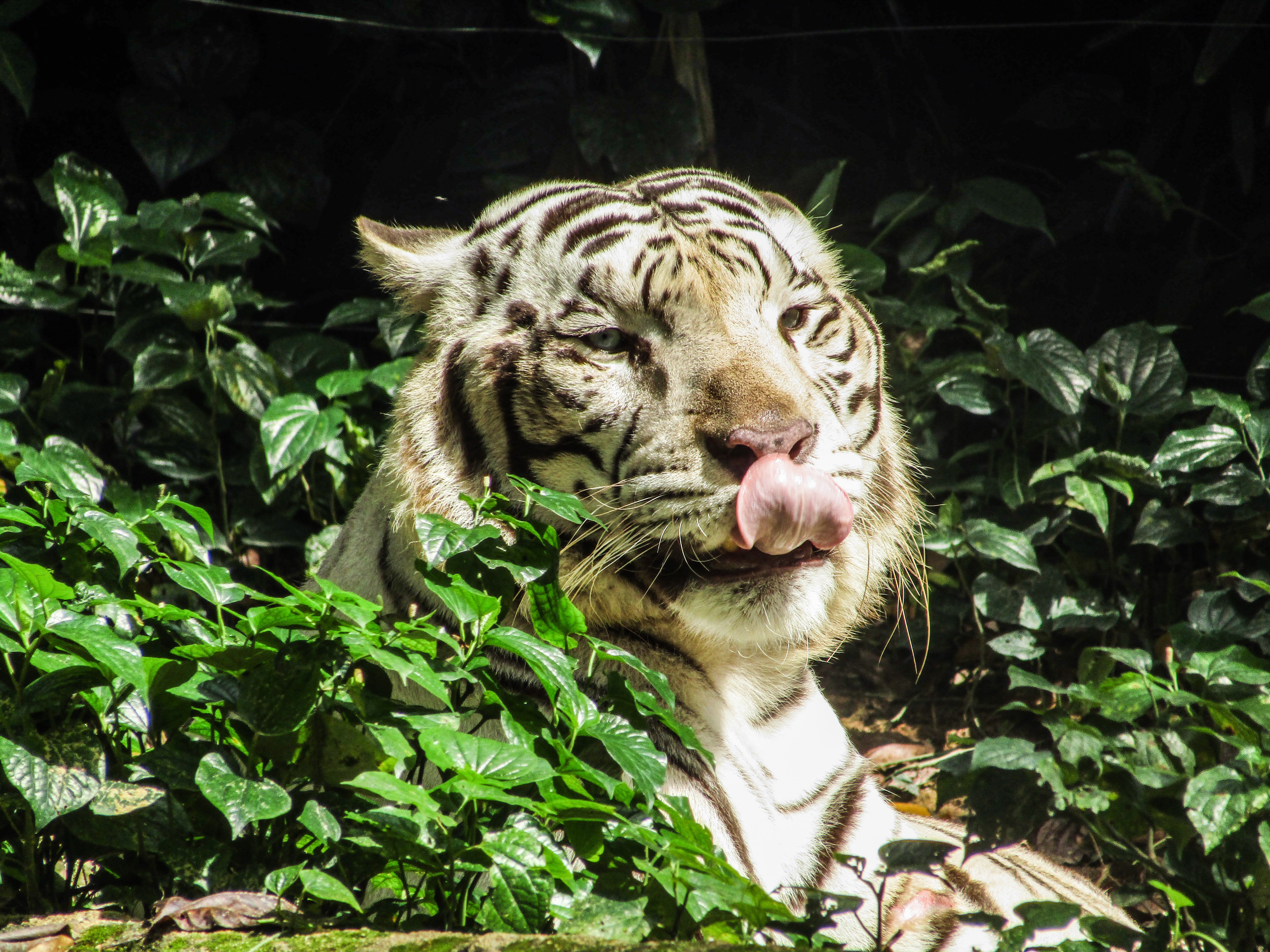 Bengal Tiger - HD Wallpaper 