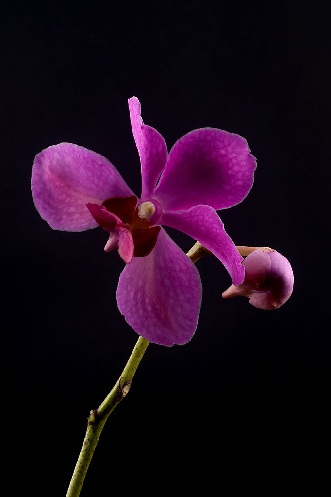 Orchids Of The Philippines - HD Wallpaper 