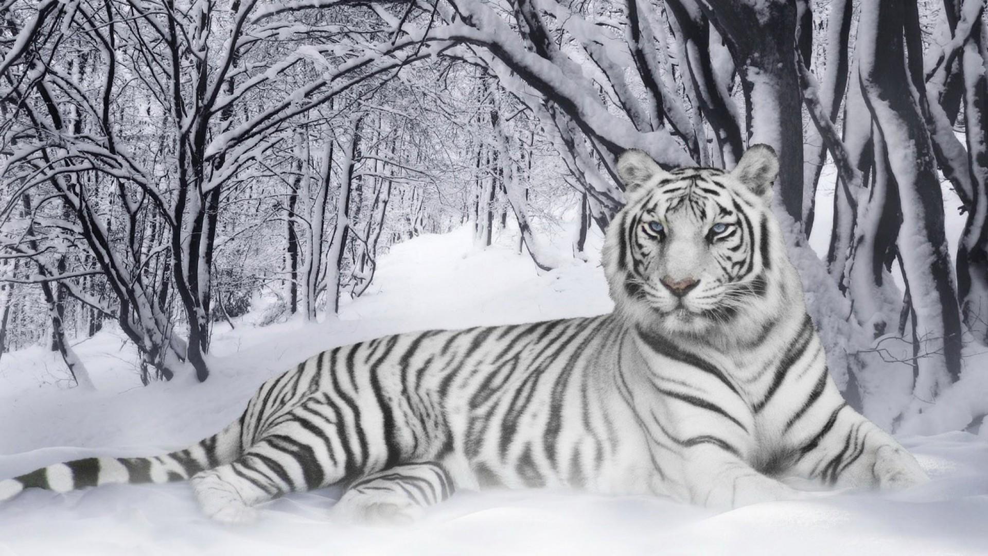 Wallpaper Macan Kumbang - White Tiger Hd - HD Wallpaper 