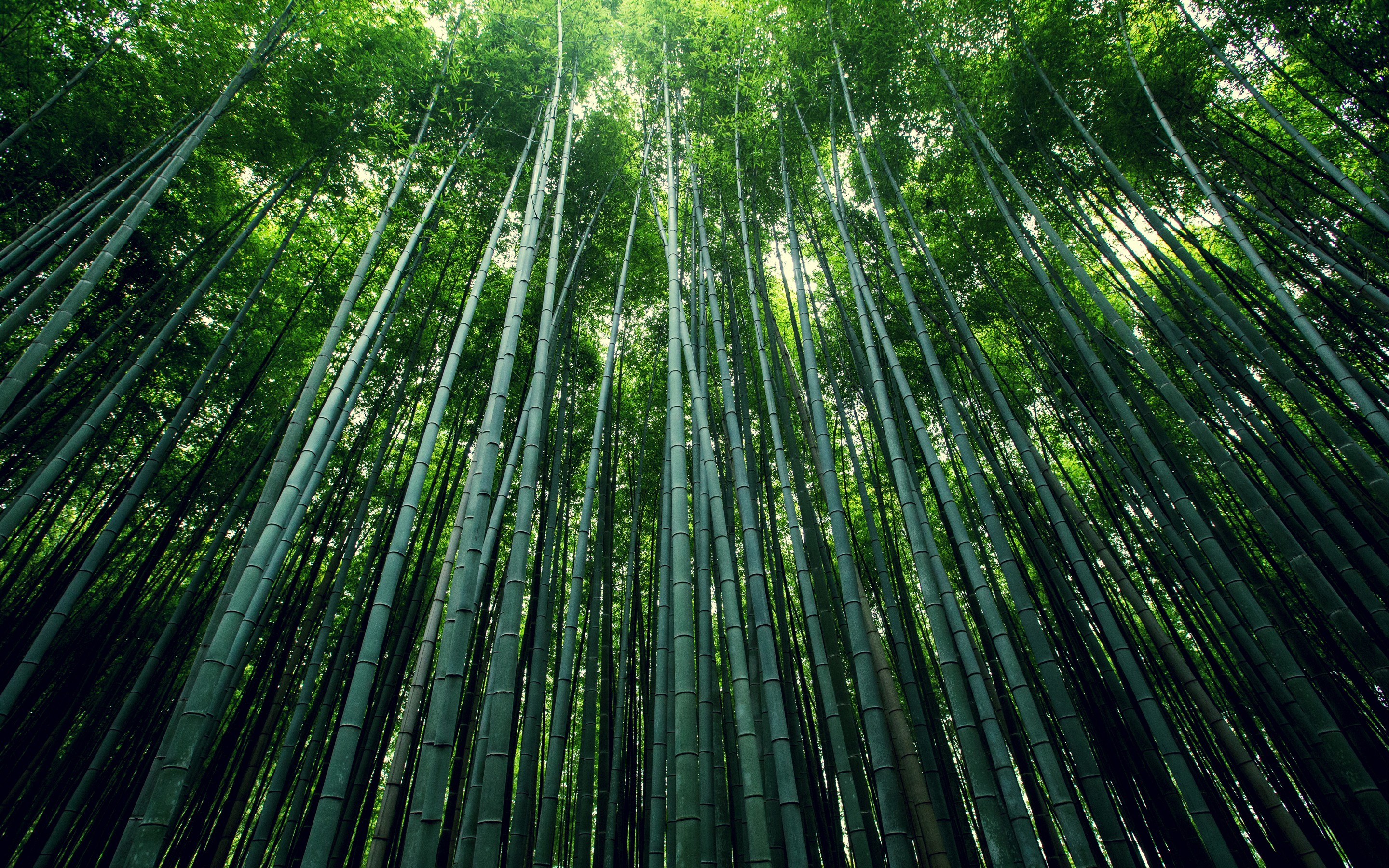 Bamboo Forest Wallpaper Hd - HD Wallpaper 