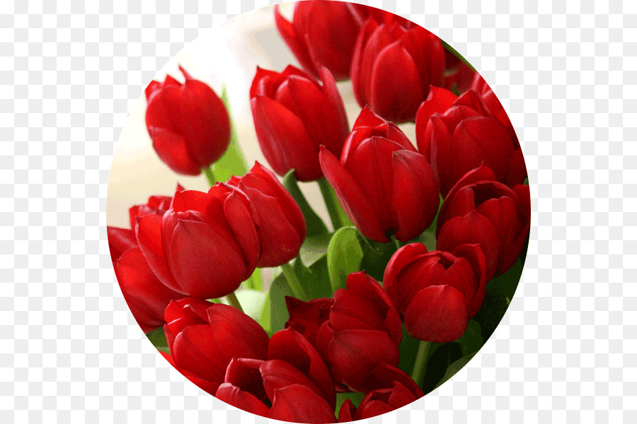 Desktop Wallpaper, Merah, Warna Gambar Png - Red Color Tulip Flower - HD Wallpaper 