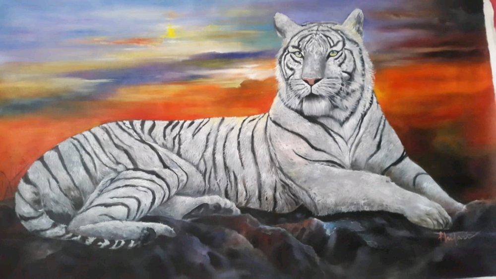 Download 53 Koleksi Gambar Foto Harimau Putih Terbaik Lukisan Macan Putih 3d 1000x563 Wallpaper Teahub Io