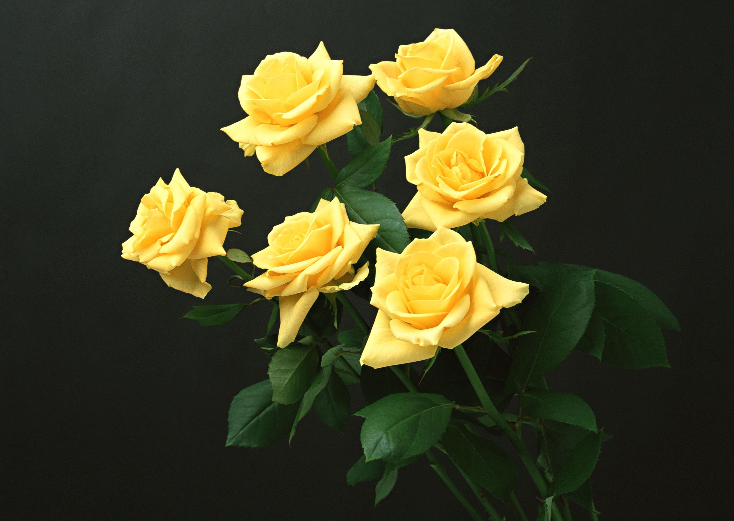 Yellow, Roses, Black Background - Yellow Roses Wallpaper Hd - HD Wallpaper 