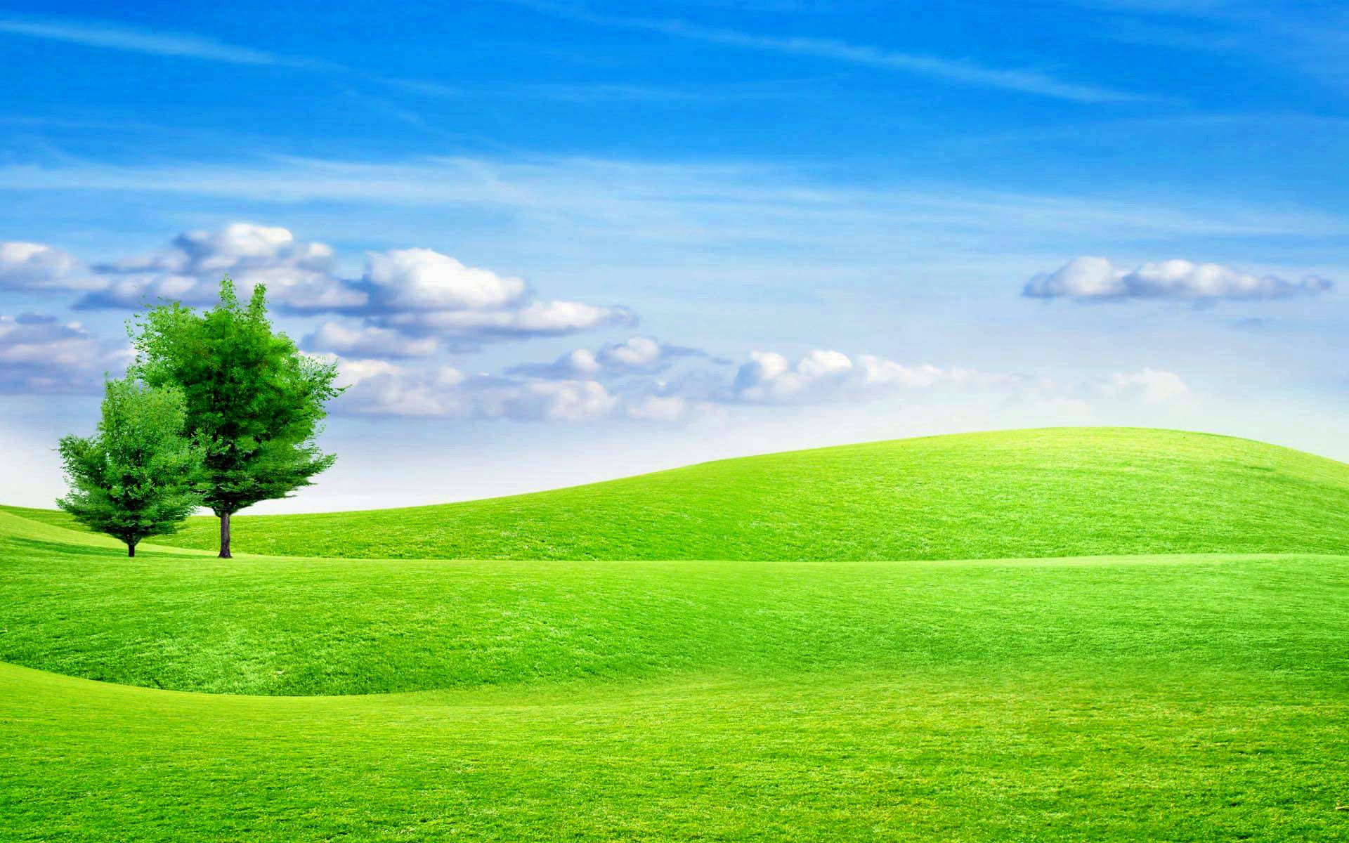 Open Field Wallpaper - Meadow Background - 1920x1200 Wallpaper 