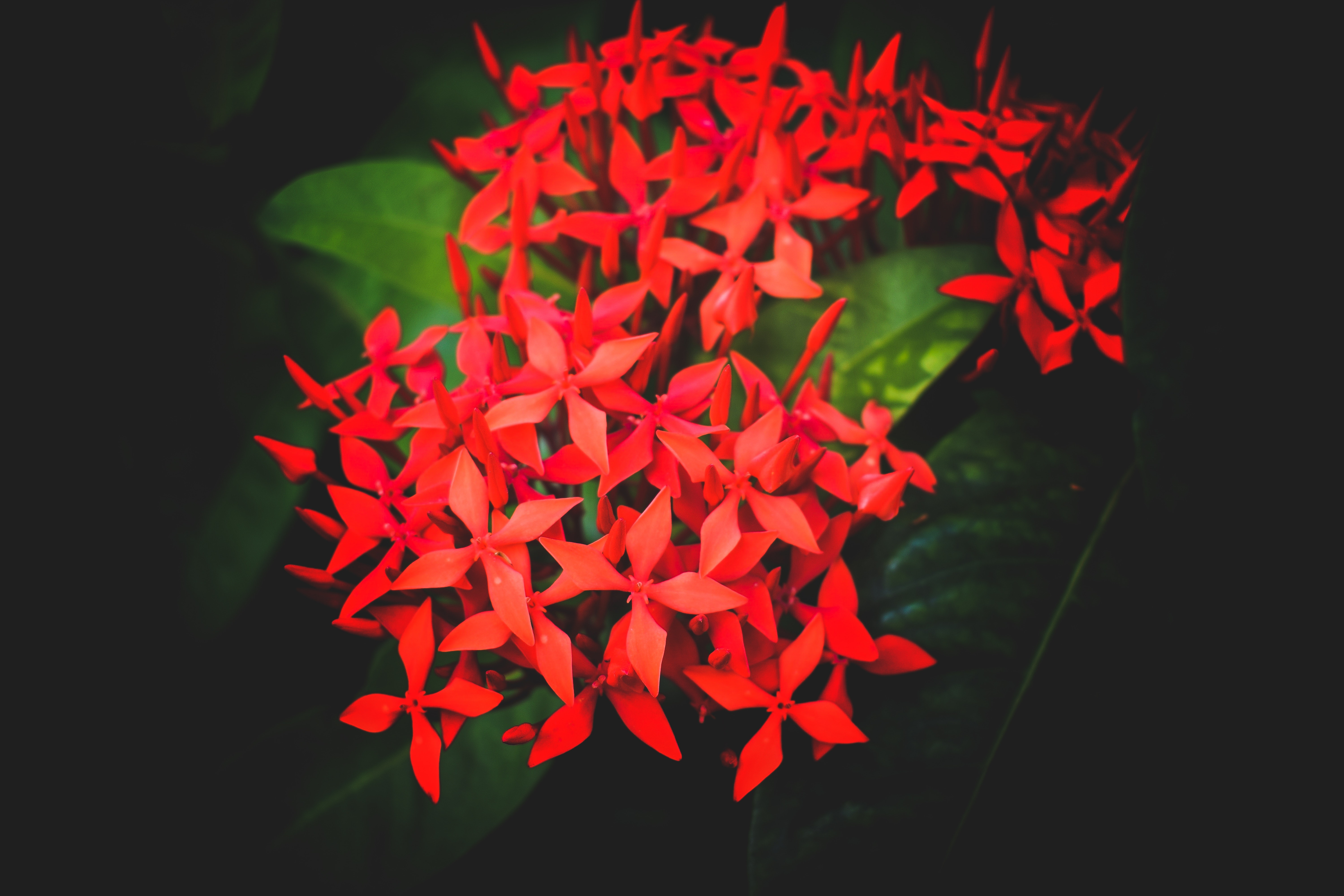 Asclepiadoideae - HD Wallpaper 