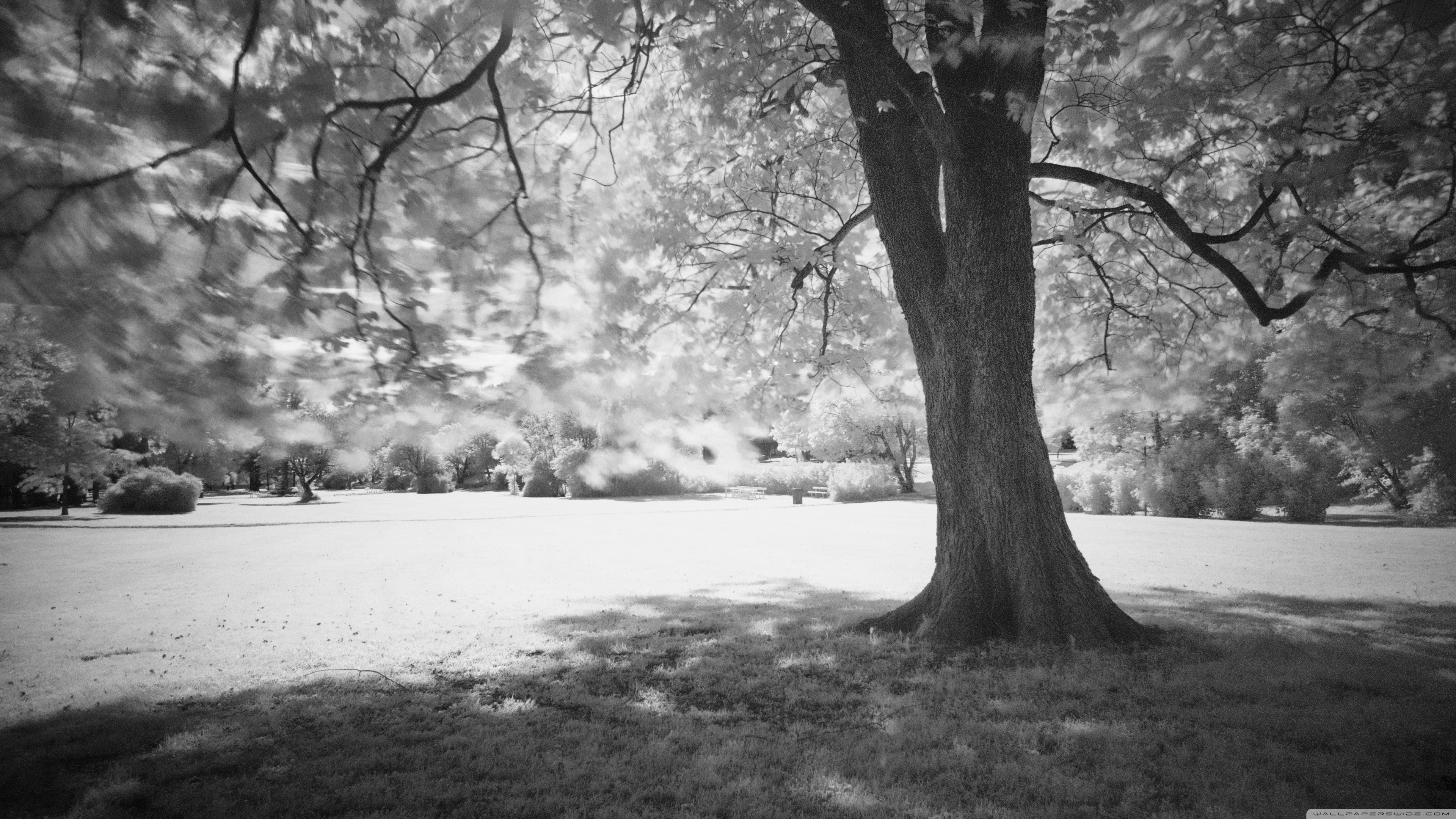 Tree Shade Hd - HD Wallpaper 