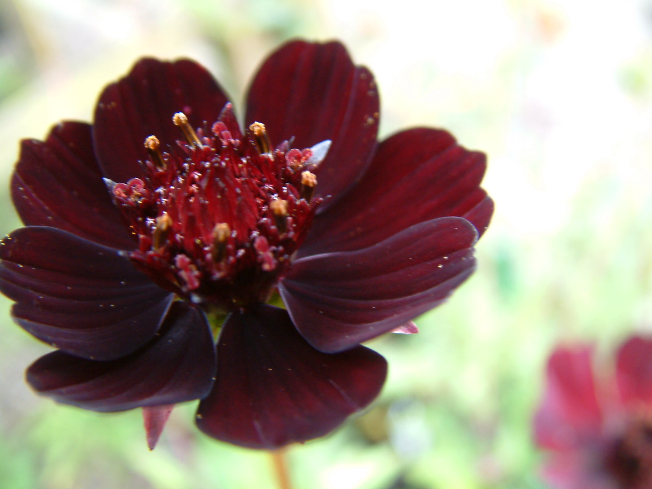 Bunga Chocolate Cosmos - HD Wallpaper 