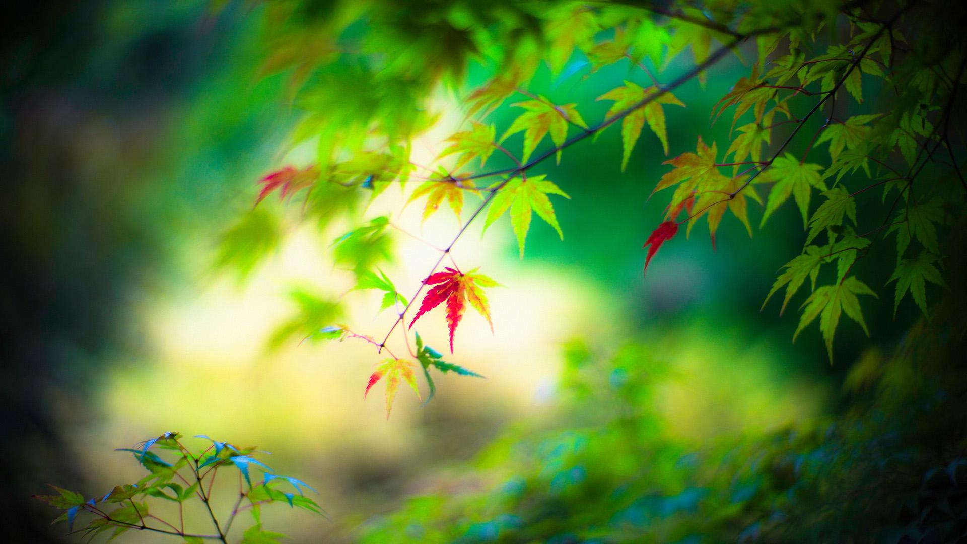 Fresh Leaves - HD Wallpaper 