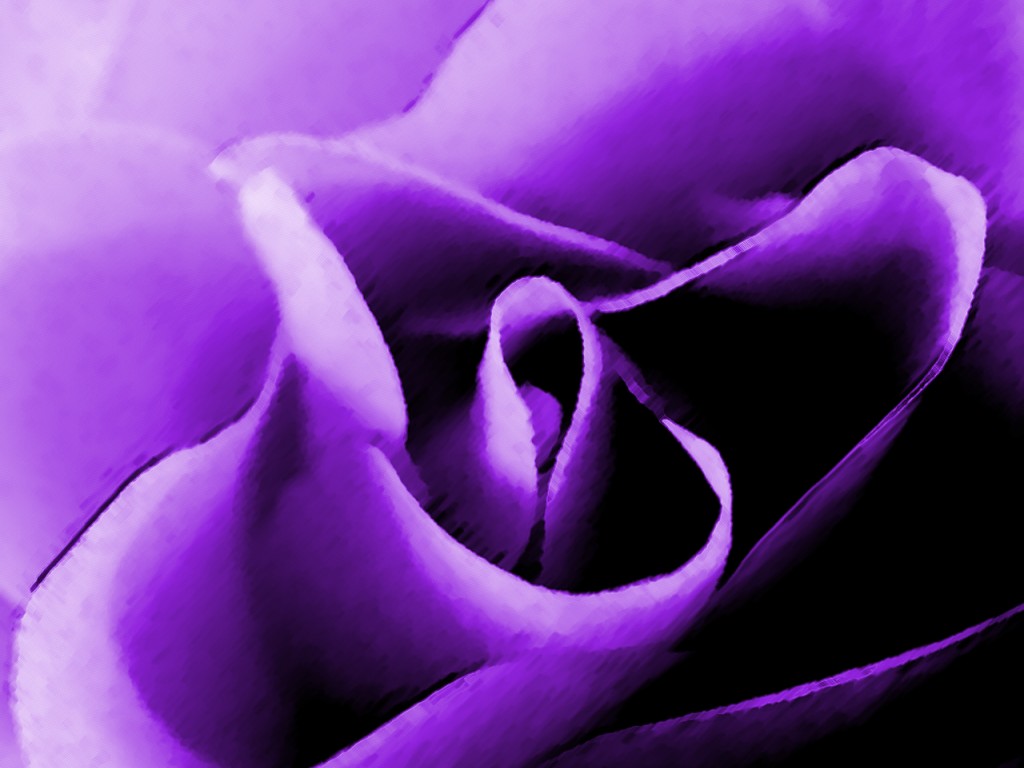 Jw Purple Rose - Thank You Purple Roses Butterflies - HD Wallpaper 