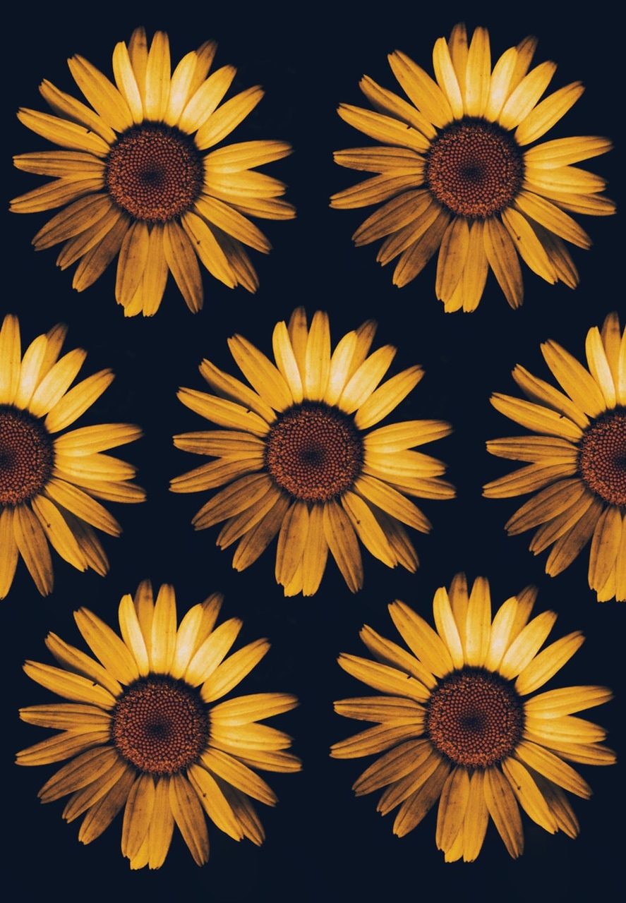 Background, Sunflower, And Black Image - Sunflower Wallpaper Black  Background - 887x1280 Wallpaper 