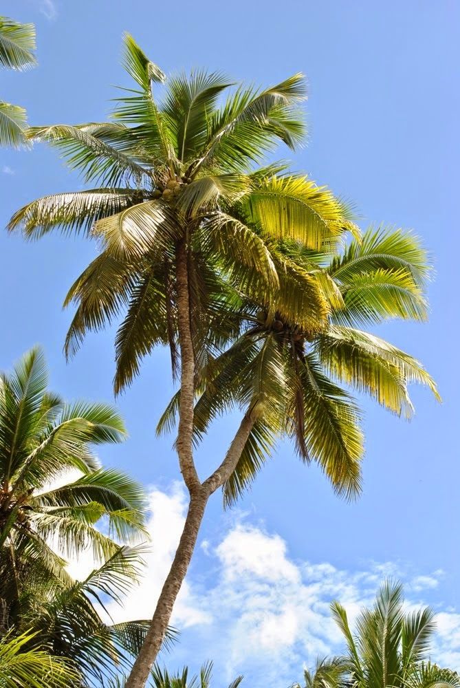 Pohon Kelapa Bercabang Di Bali - HD Wallpaper 