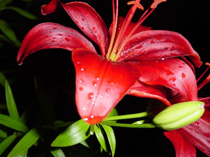 Red Lily - HD Wallpaper 