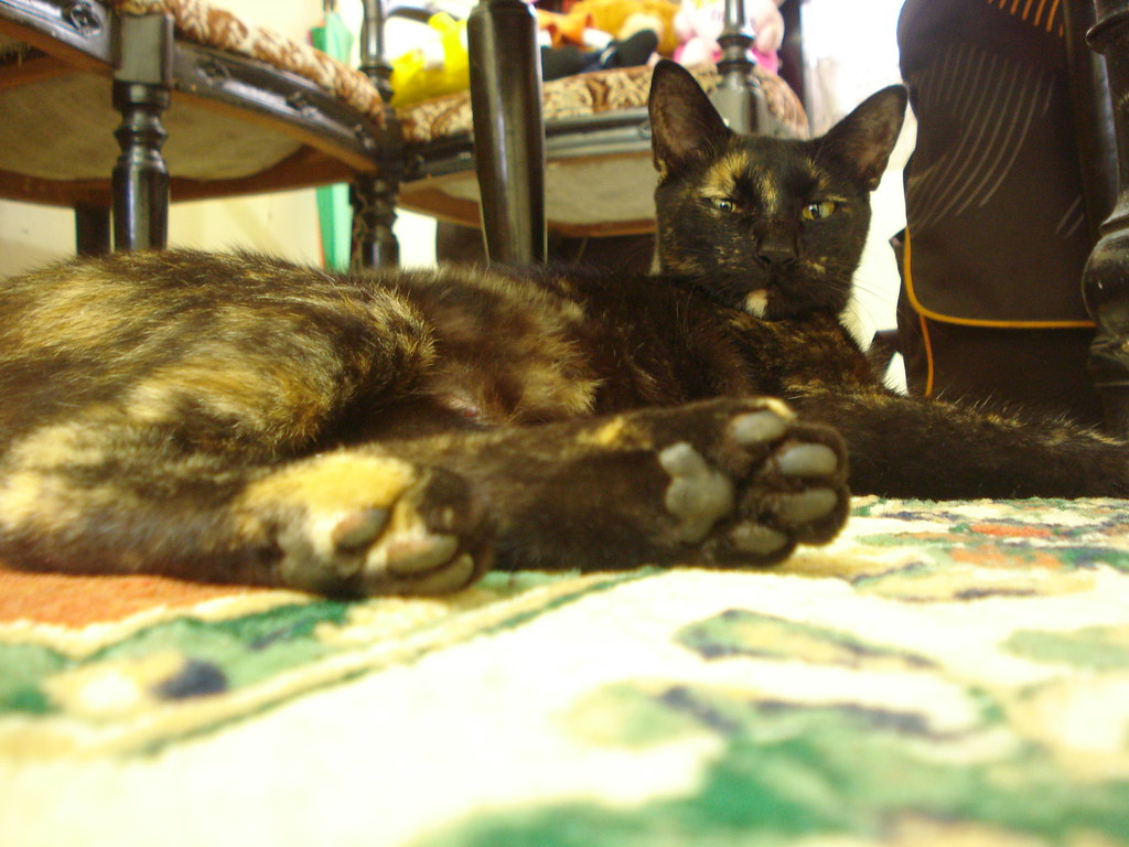 Domestic Short-haired Cat - HD Wallpaper 