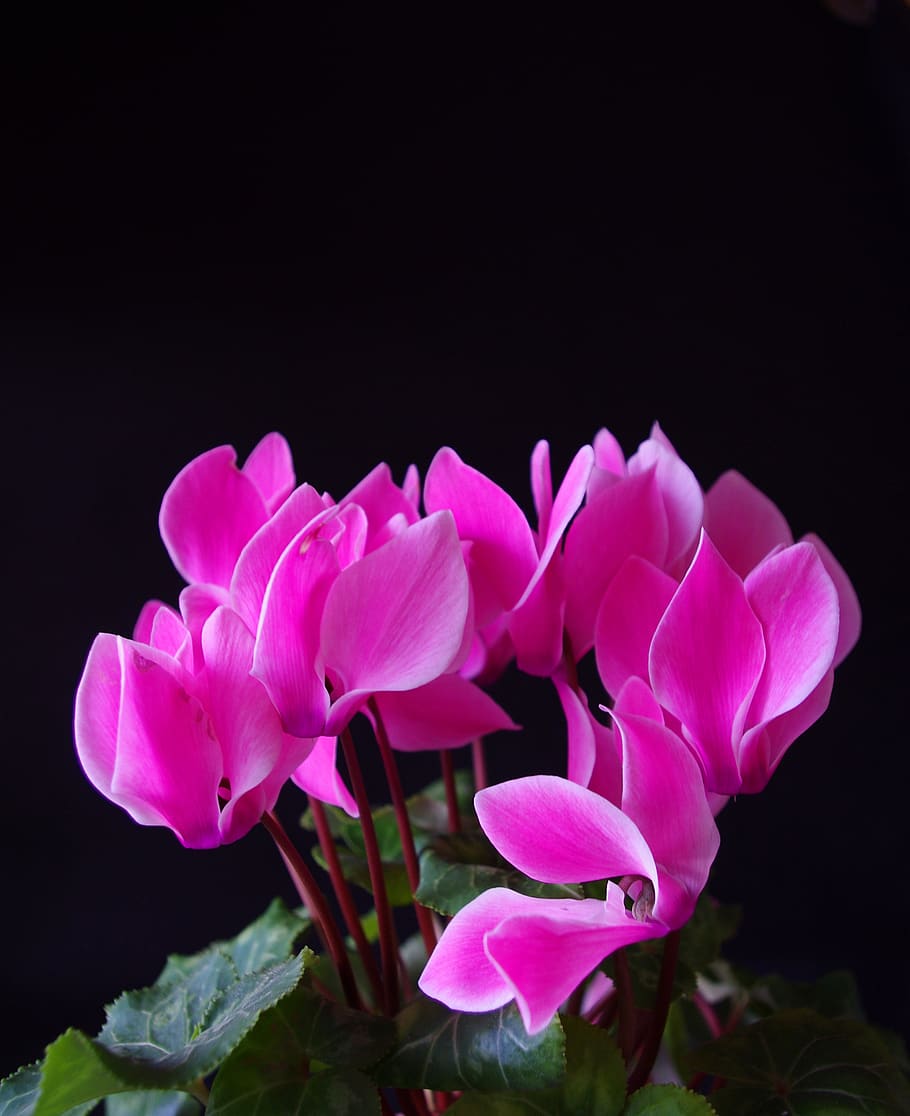 Flower, Flowers, Pink, Romantic, Beautiful, Green, - HD Wallpaper 
