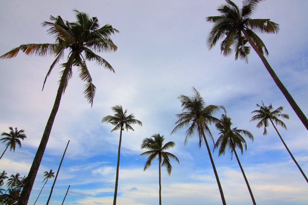 Palm Tree, Blue Sky, Coconut, Palm - Palmiers Ciel - HD Wallpaper 