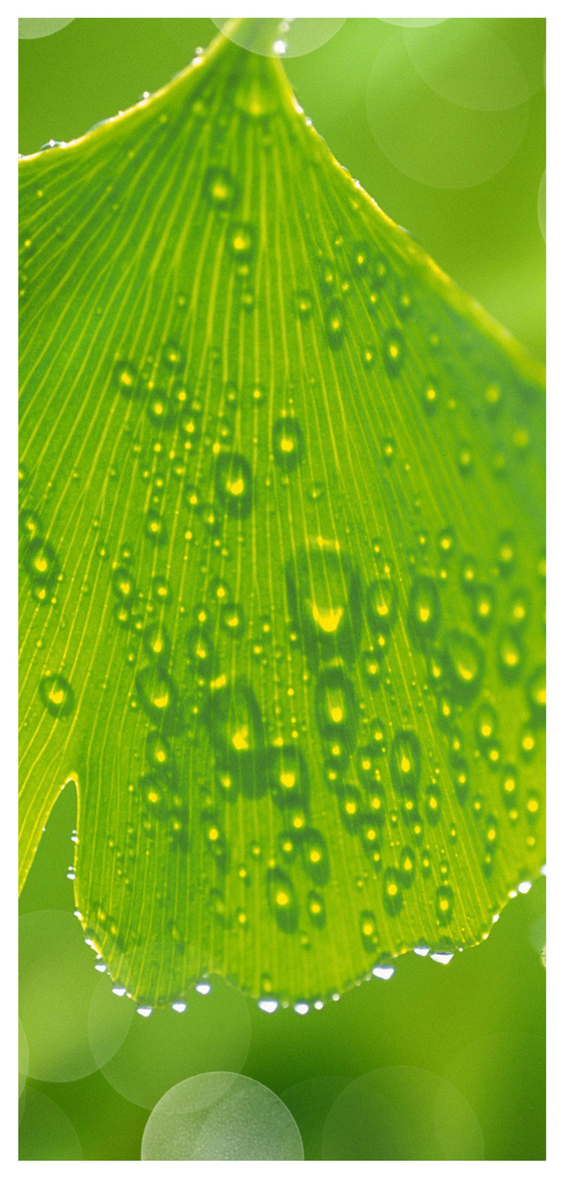 Wallpaper Ponsel Daun Hijau Ginkgo - Light Green Colour Leav - HD Wallpaper 