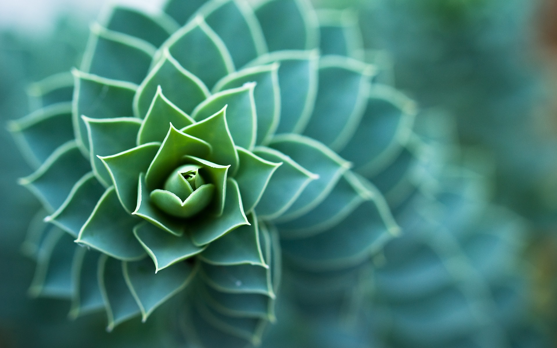 Beautiful Green Flowers - HD Wallpaper 