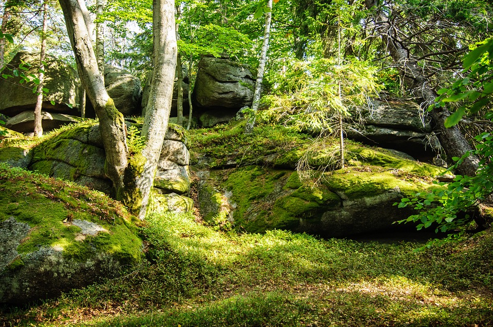 Jungle Scenery - HD Wallpaper 