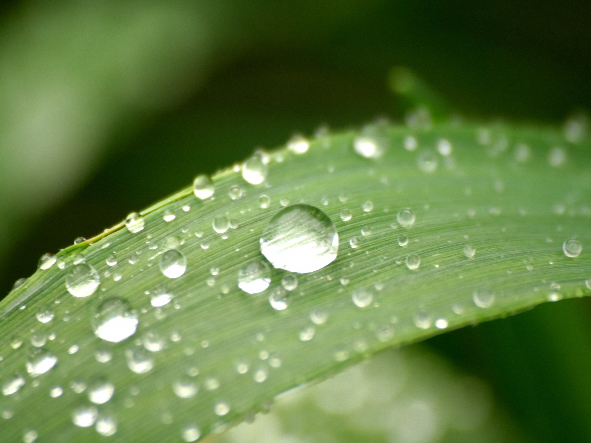Water Drops On Plants - HD Wallpaper 