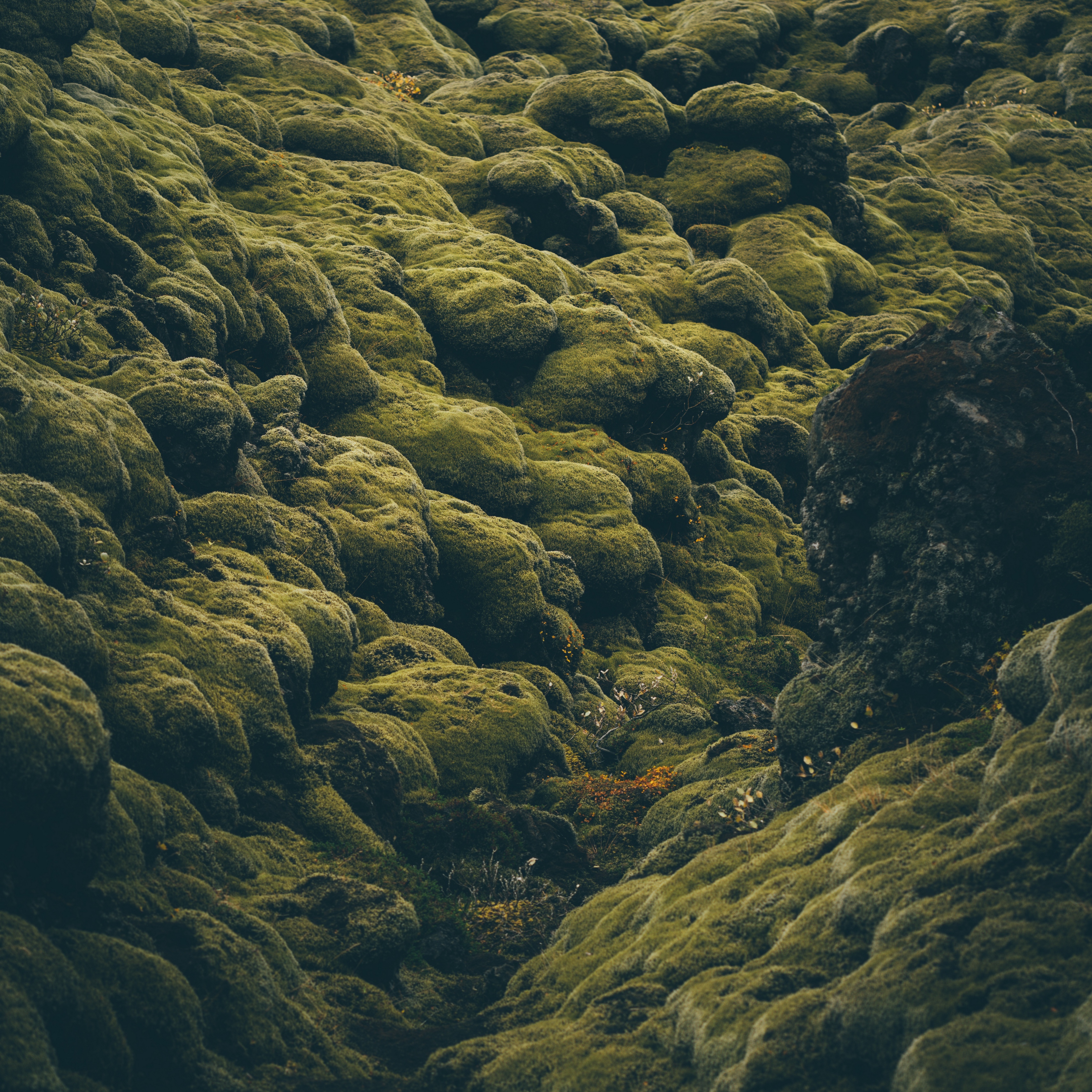 Wallpaper Stones, Moss, Covered, Iceland, Pale, Green - Iceland Stones Wallpaper Hd - HD Wallpaper 