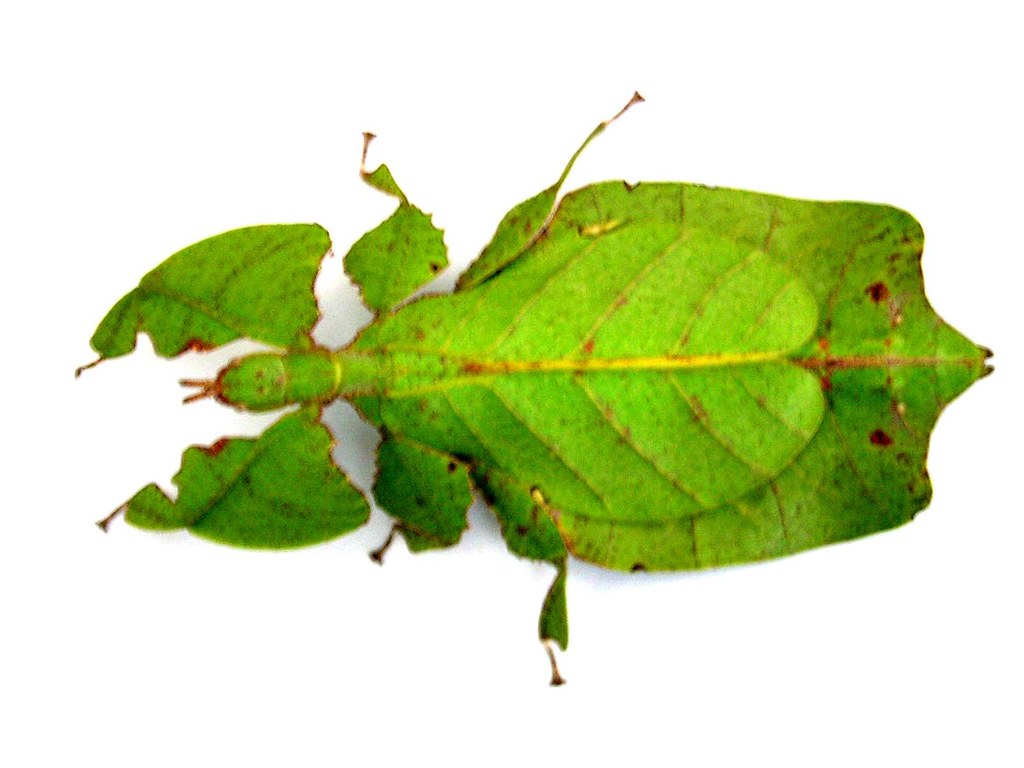 Belalang Daun - HD Wallpaper 