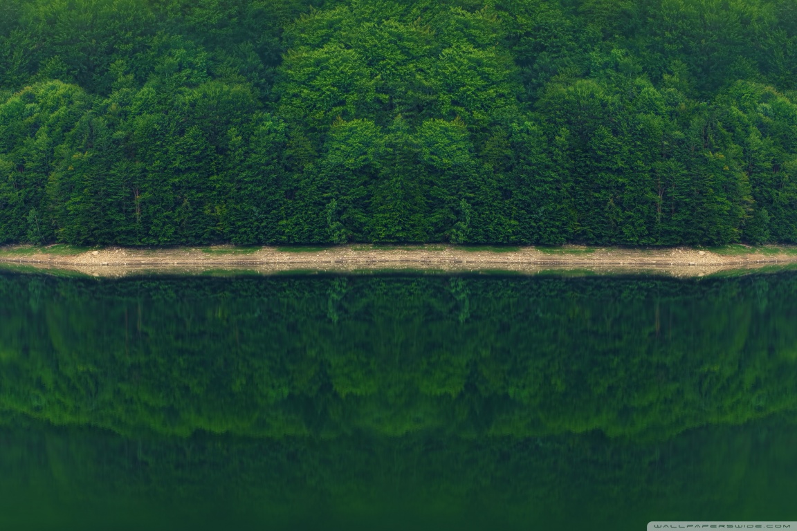 Green Forest Wallpaper 4k - HD Wallpaper 