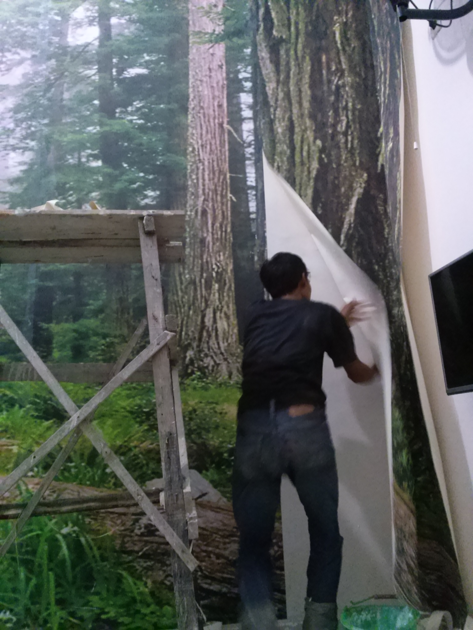 Image - Redwood - HD Wallpaper 