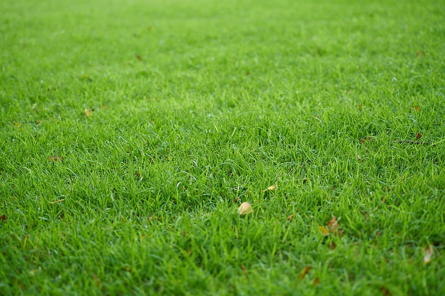 Field Of Green Grass, Nature, Background, Beautiful, - Green Nature