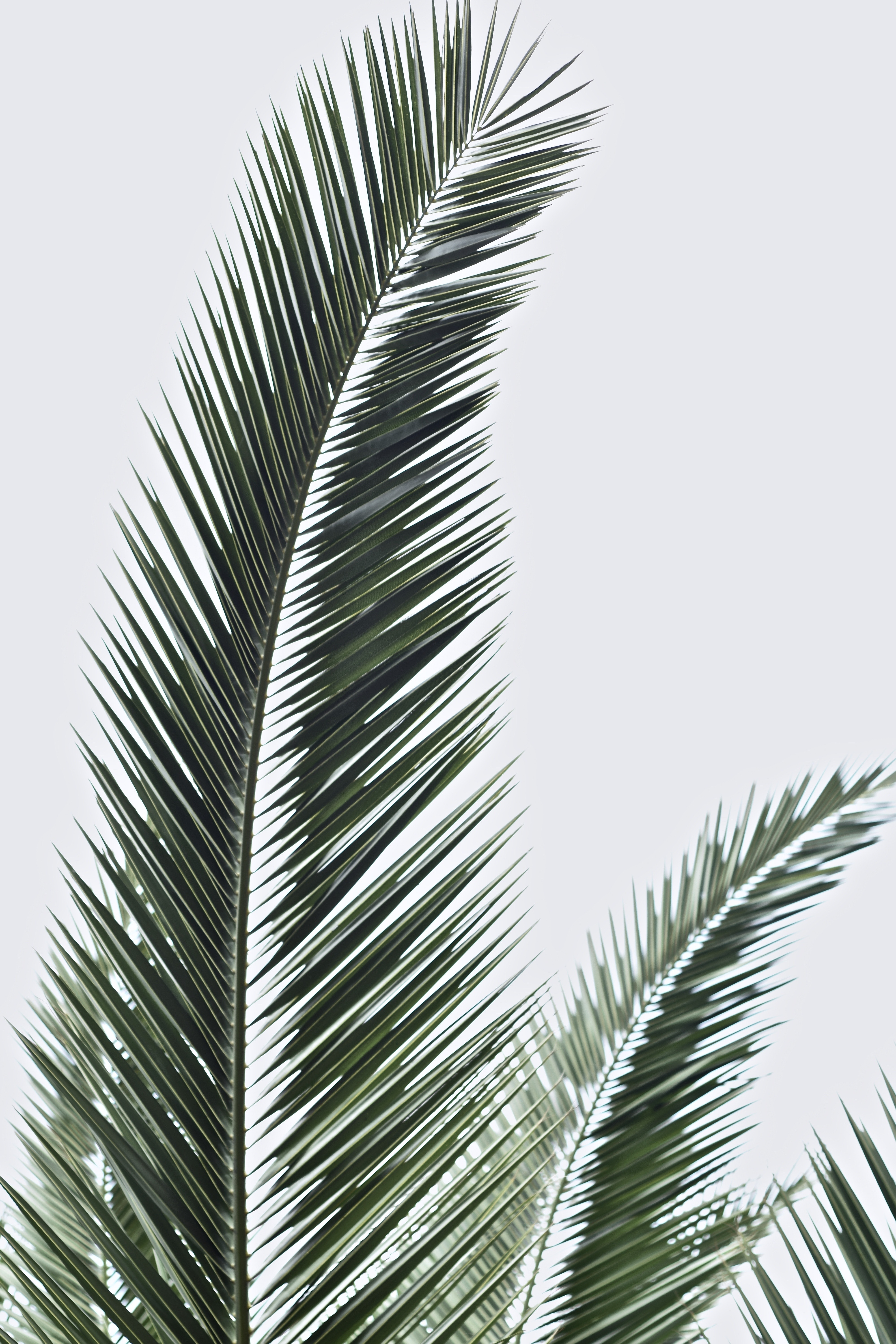 Iphone Wallpaper Palm Leaves - HD Wallpaper 