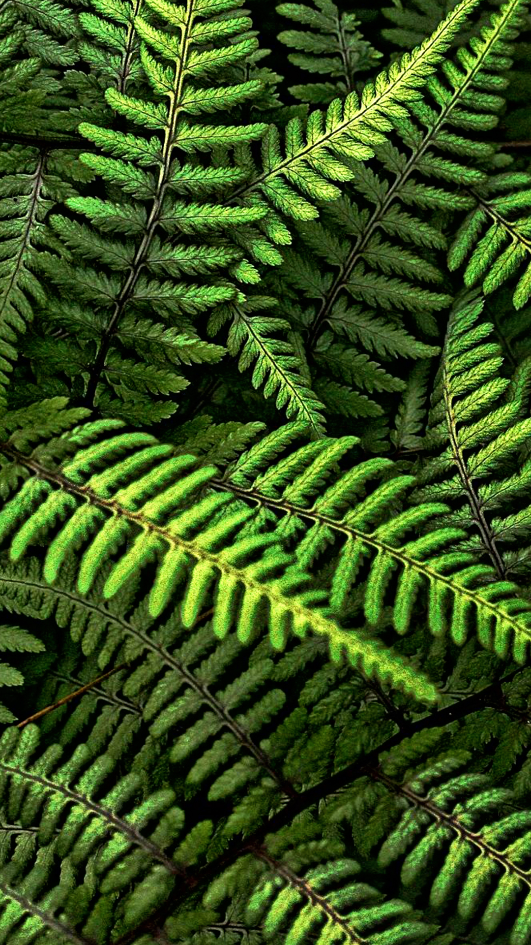 Fern Wallpaper Phone - HD Wallpaper 