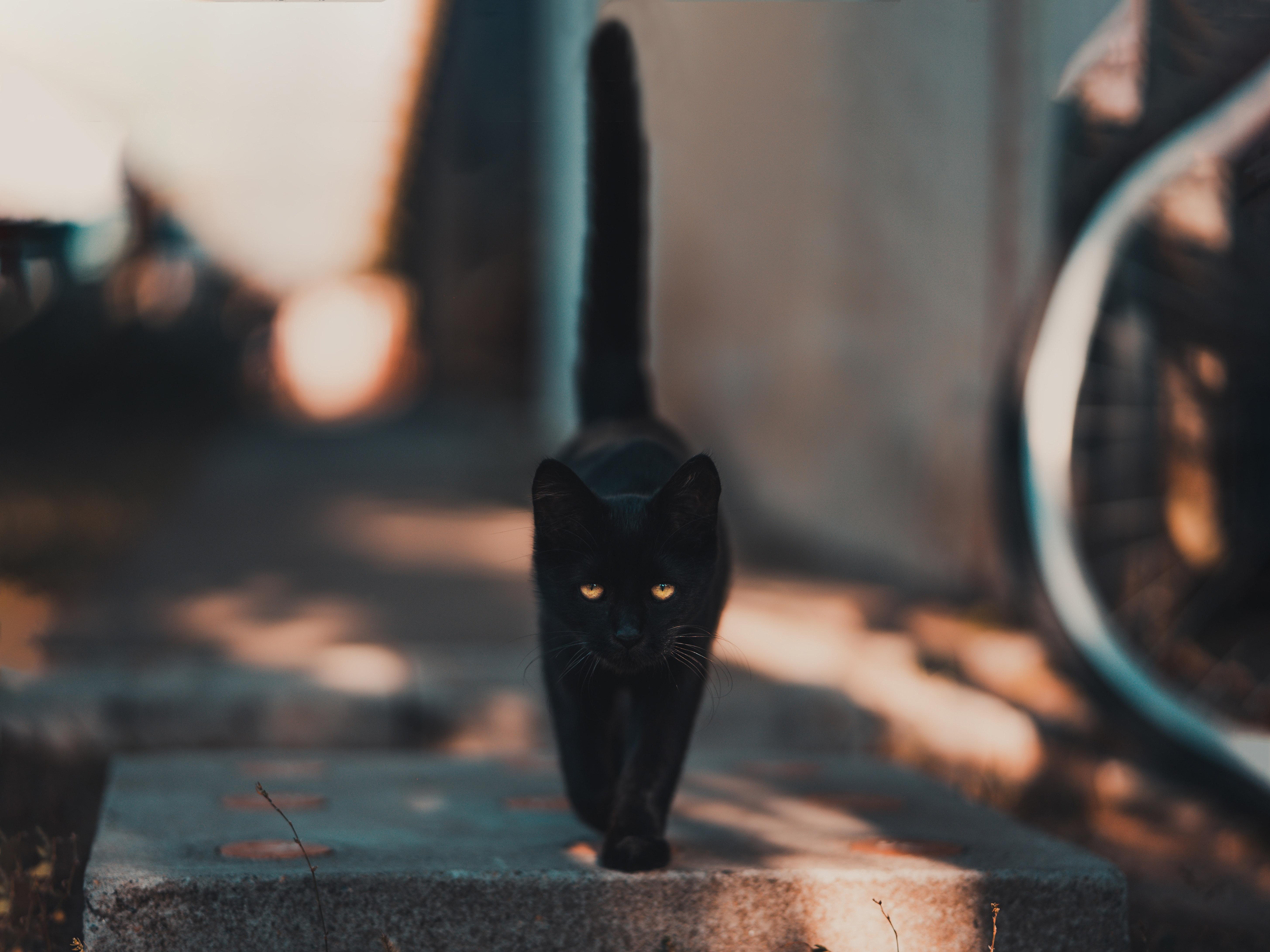 Kucing, Anak Kucing, Hitam, Berjalan - Aesthetic Cat Black Background - HD Wallpaper 