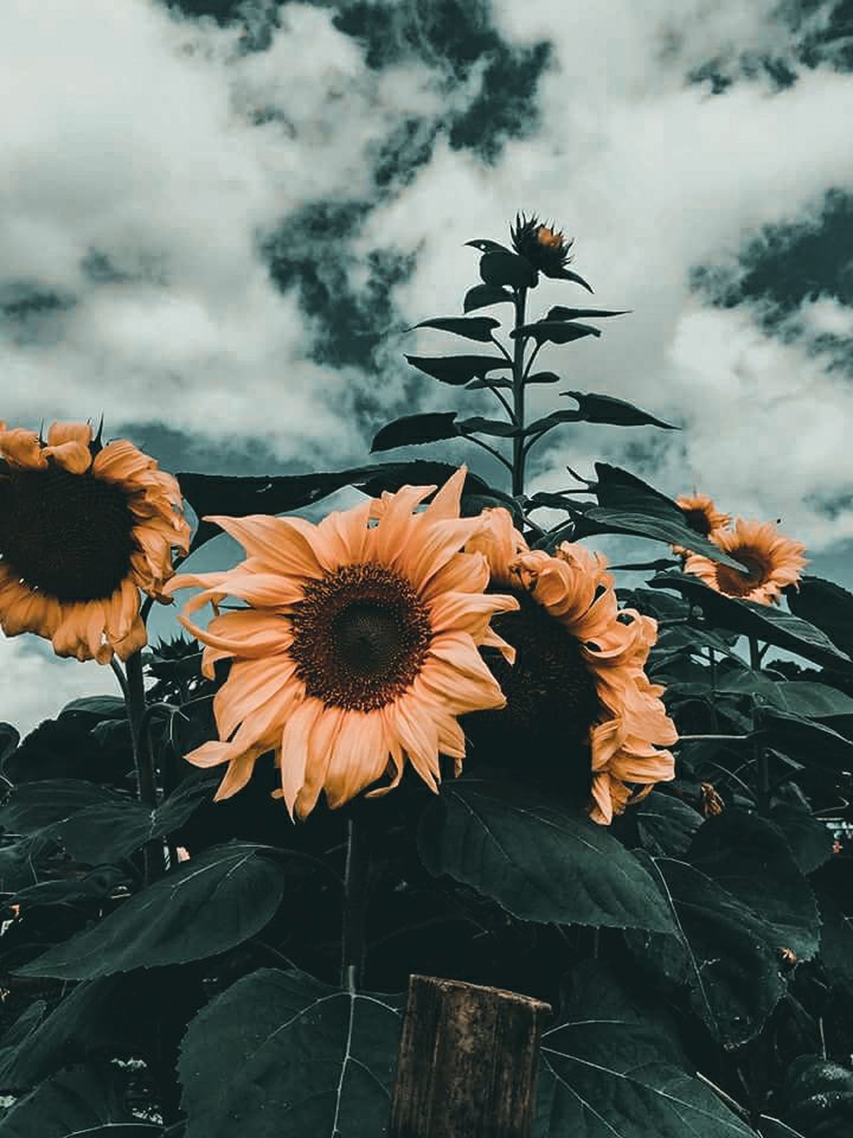 Aesthetic Sunflower - HD Wallpaper 