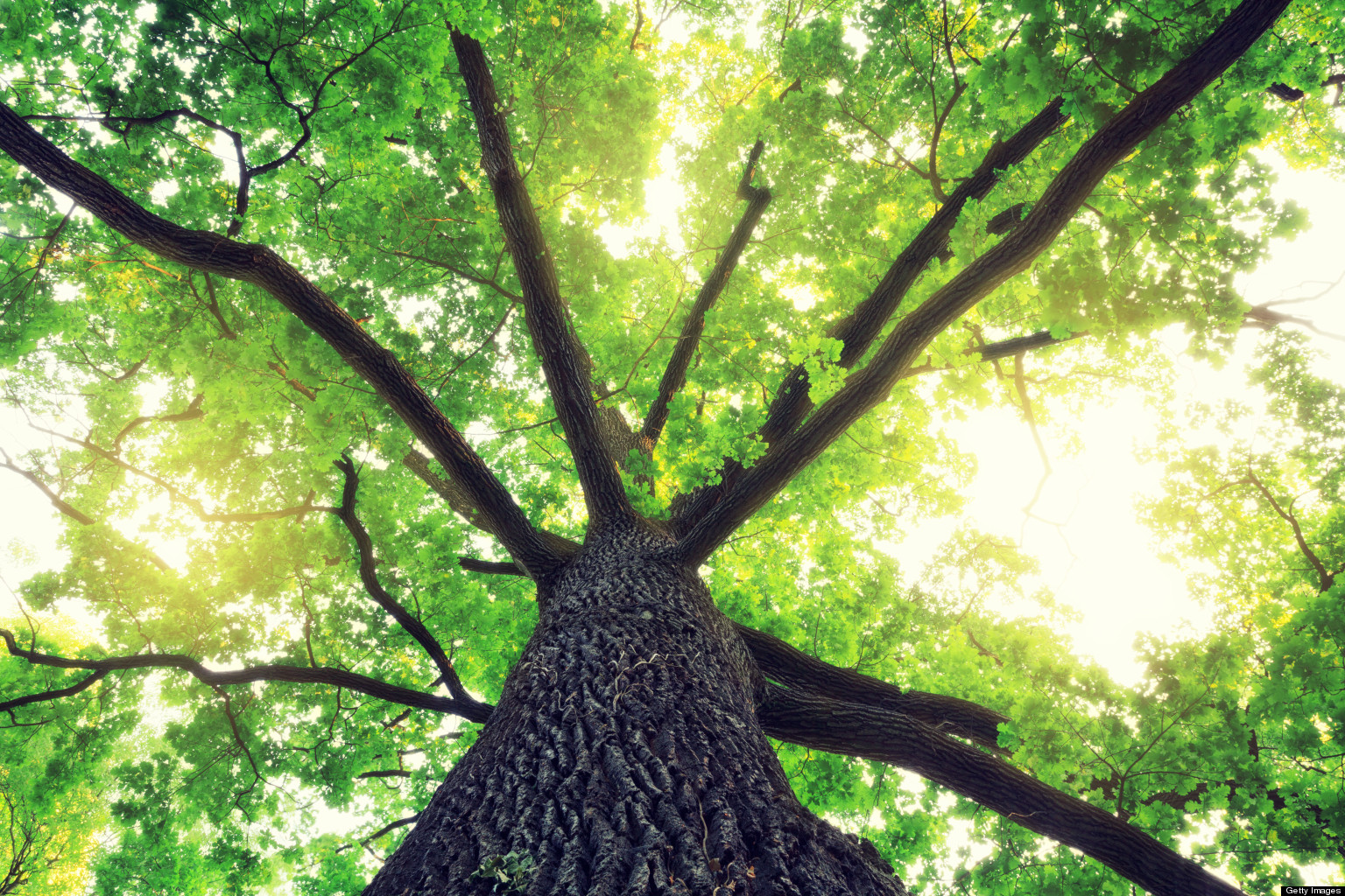 Oak Tree Spring - HD Wallpaper 