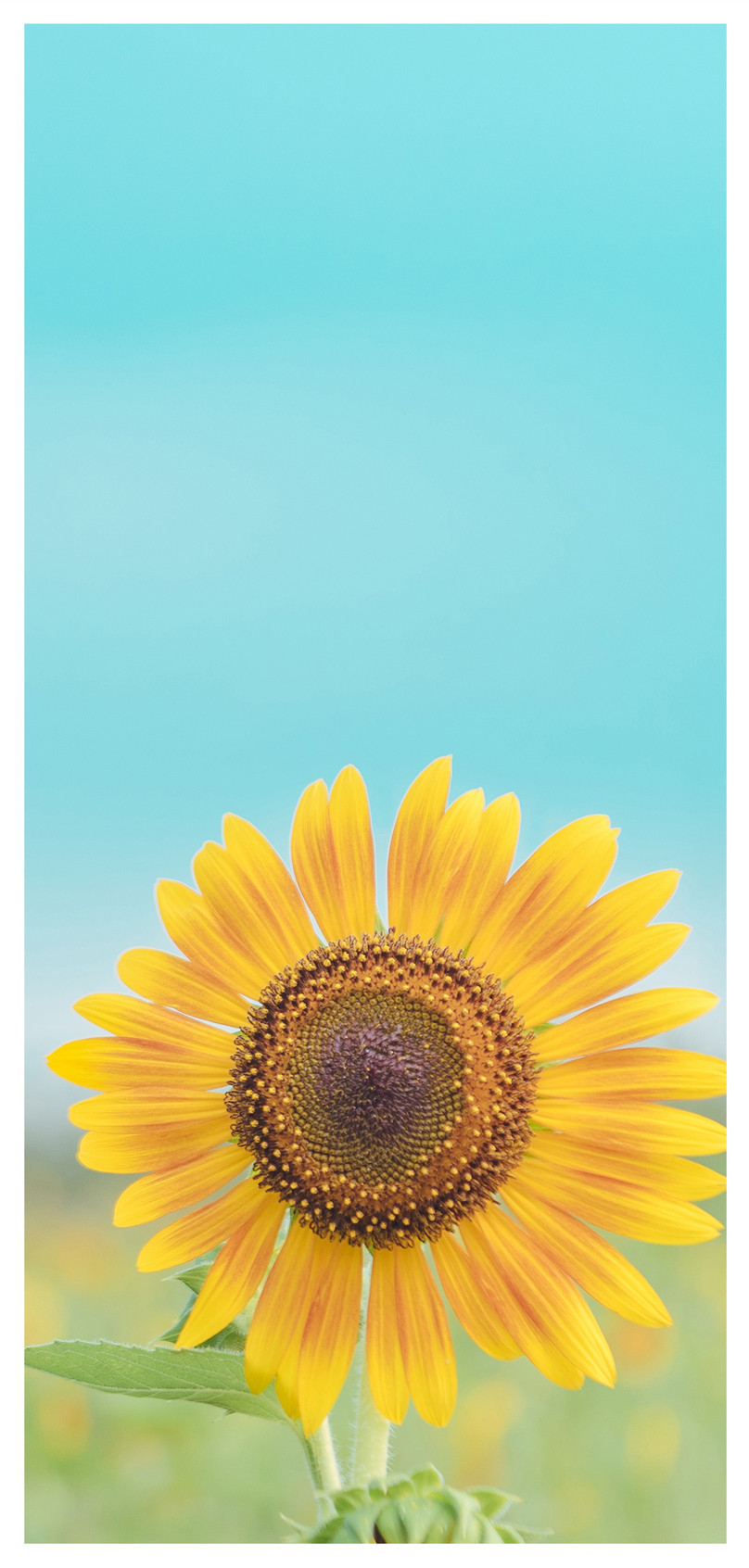 Wallpaper Ponsel Bunga Matahari - Girassol Papel De Parede Celular - HD Wallpaper 