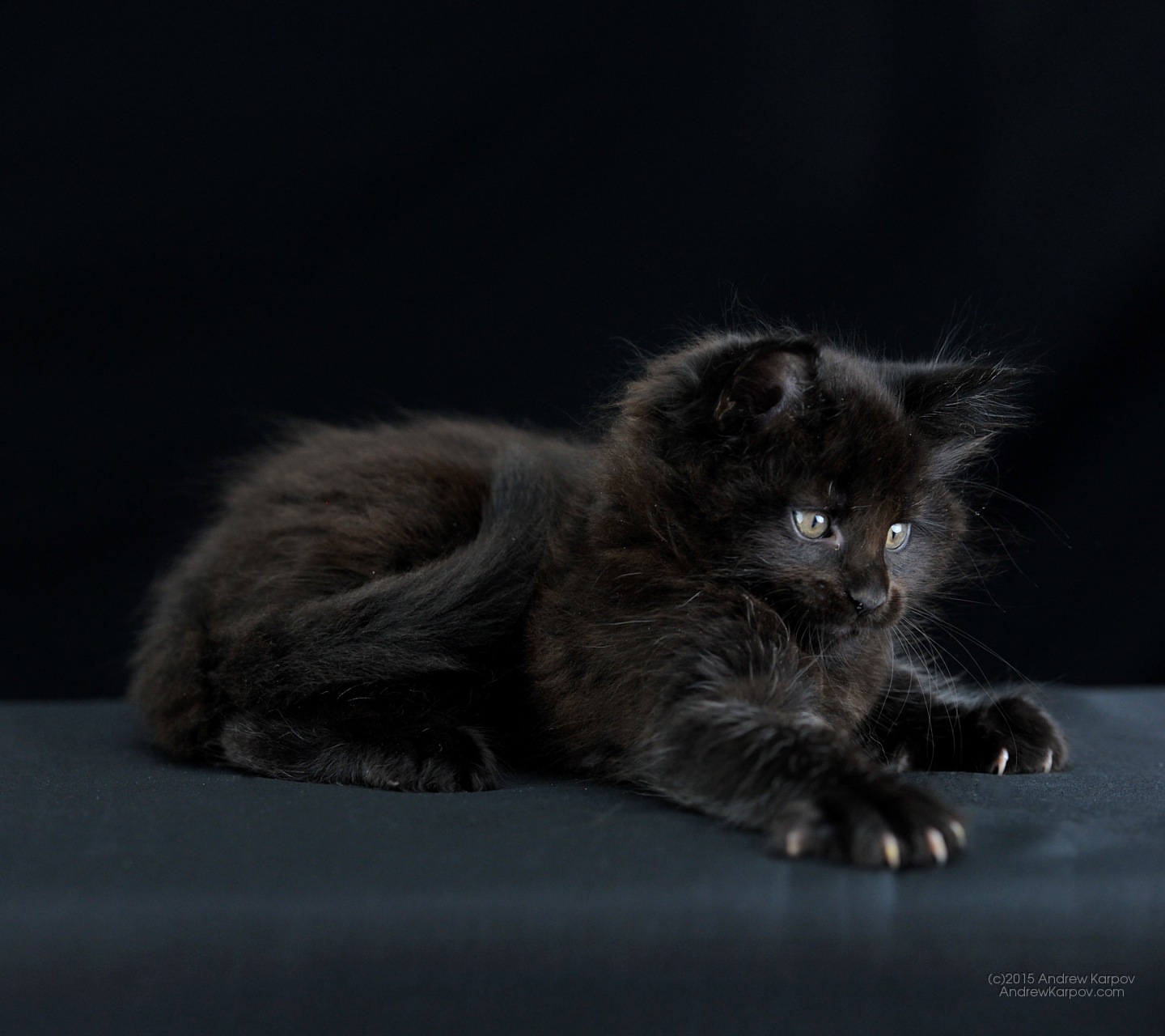 Kucing Hitam - Schwarze Rassekatzen - HD Wallpaper 