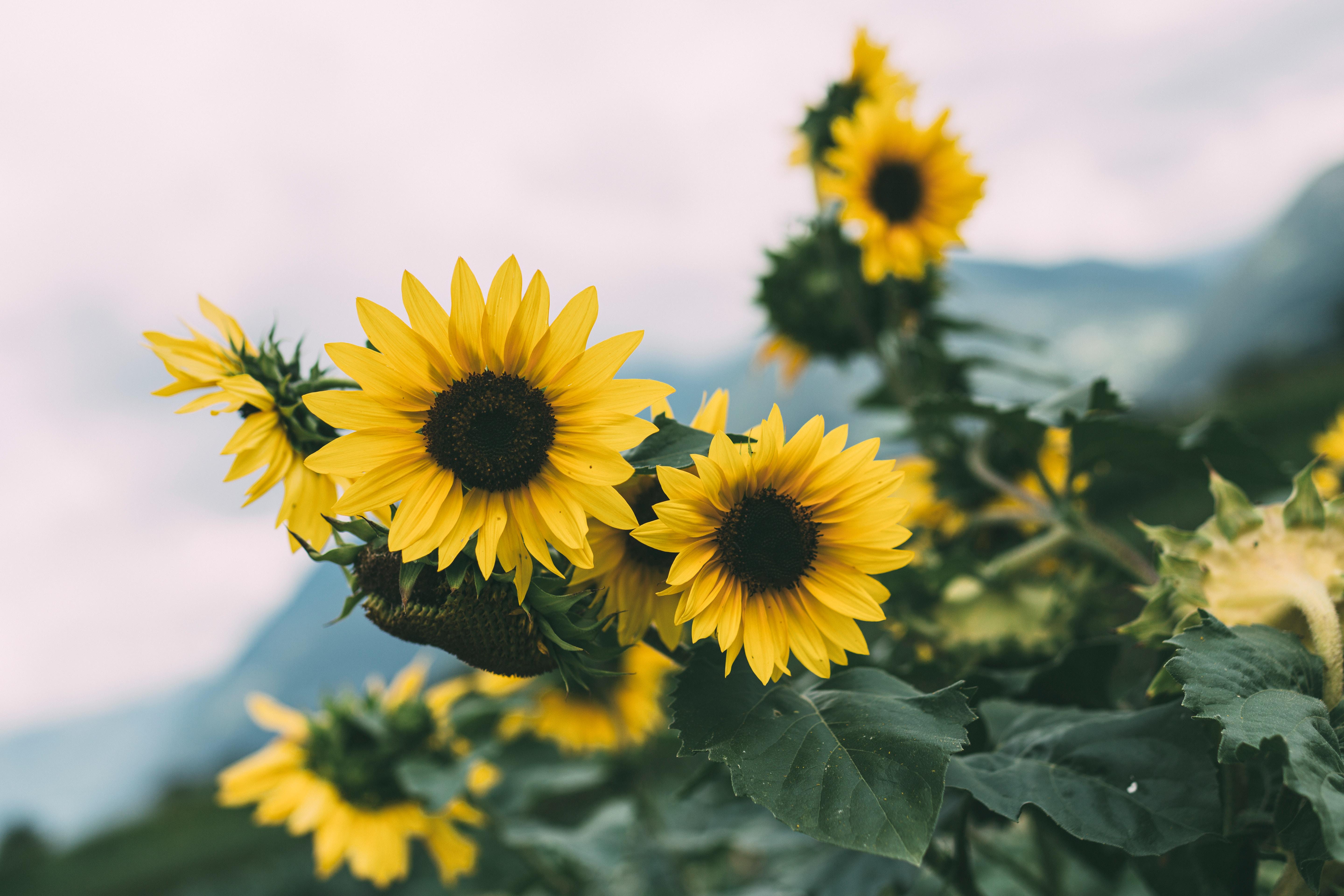 Bunga Matahari, Bunga, Kuning, Mekar, Tanaman - Iphone 11 Pro Max Sunflower - HD Wallpaper 