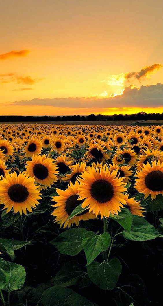 Iphone Sunflower - HD Wallpaper 