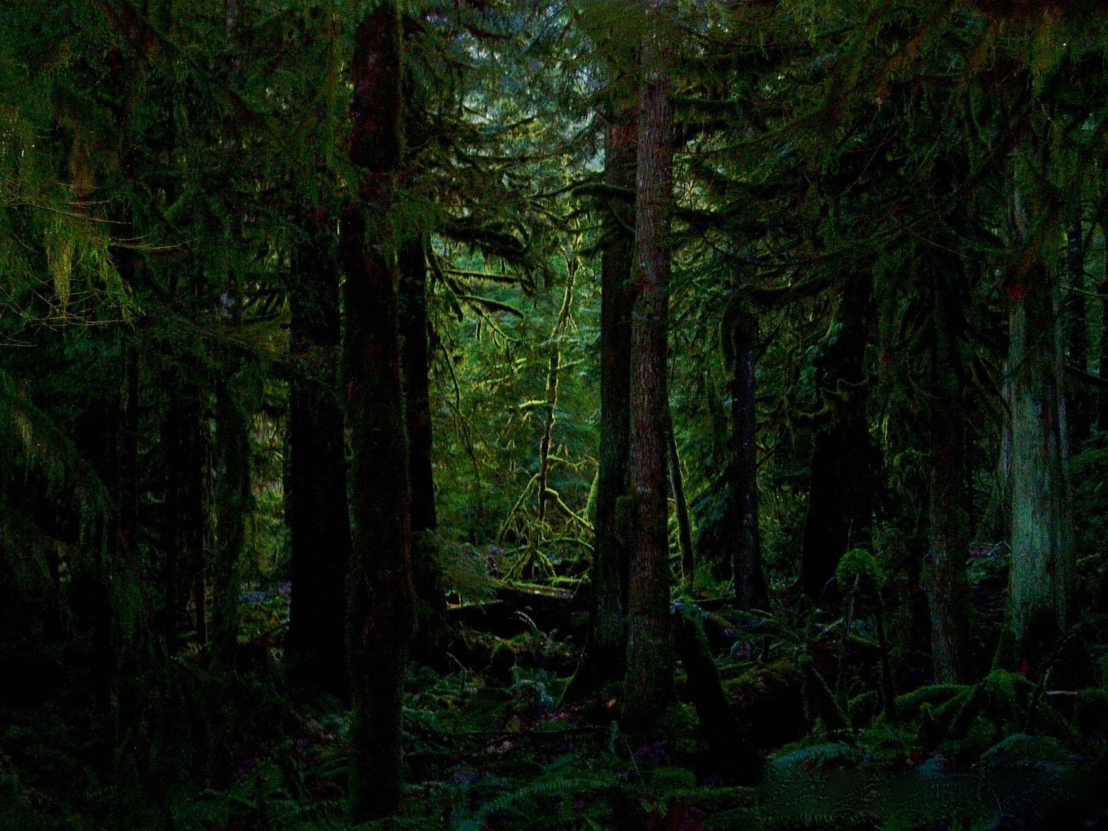 Twilight New Moon Forest - HD Wallpaper 