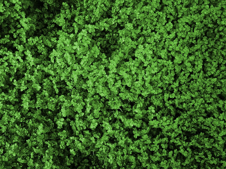 Semanggi, Alam, Hijau, Kehidupan, Wallpaper, Warna - Artificial Turf - HD Wallpaper 