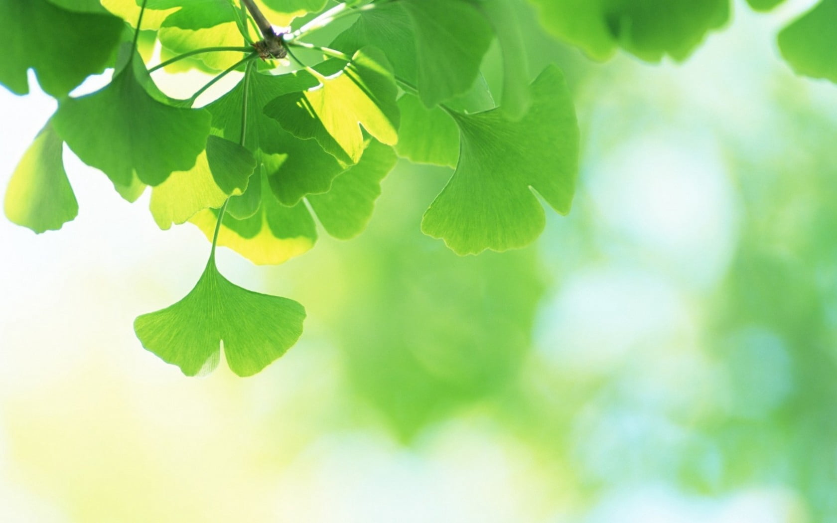 Ginkgo Background - HD Wallpaper 